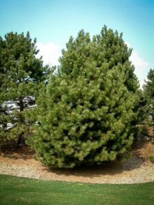 Сосна Чёрная (Pinus Nigra) купить по цене от 270.00р. в интернет-магазине «Посадика» с доставкой почтой в в Красновишерске и по всей России – [изображение №1].