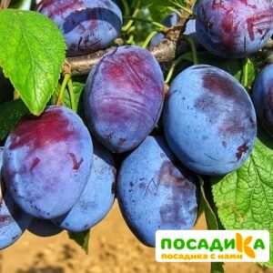 Слива Чачакская ранняя купить по цене от 229.00р. в интернет-магазине «Посадика» с доставкой почтой в в Красновишерске и по всей России – [изображение №1].