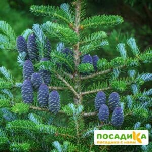 Пихта корейская (Abies koreana) купить по цене от 450.00р. в интернет-магазине «Посадика» с доставкой почтой в в Красновишерске и по всей России – [изображение №1].