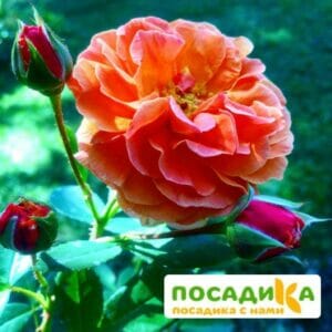 Роза Арабия купить по цене от 350.00р. в интернет-магазине «Посадика» с доставкой почтой в в Красновишерске и по всей России – [изображение №1].