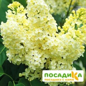 Сирень Примроуз (Primrose) купить по цене от 529.00р. в интернет-магазине «Посадика» с доставкой почтой в в Красновишерске и по всей России – [изображение №1].