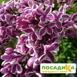 Сирень Сенсация купить по цене от 529.00р. в интернет-магазине «Посадика» с доставкой почтой в в Красновишерске и по всей России – [изображение №1].