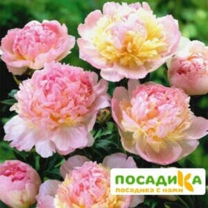 Пион Распберри Сандей (Paeonia Raspberry Sundae) купить по цене от 959р. в интернет-магазине «Посадика» с доставкой почтой в в Красновишерске и по всей России – [изображение №1].