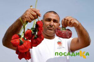 Клубника Гигант Джорнея купить по цене от 266р. в интернет-магазине «Посадика» с доставкой почтой в в Красновишерске и по всей России – [изображение №1].