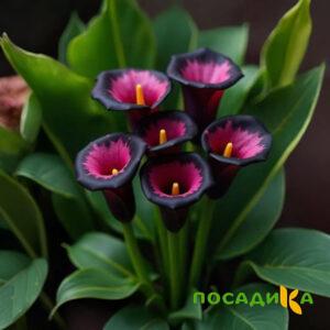 Калла Аура Лейс купить по цене от 400р. в интернет-магазине «Посадика» с доставкой почтой в в Красновишерске и по всей России – [изображение №1].