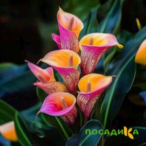Калла Оникс купить по цене от 450р. в интернет-магазине «Посадика» с доставкой почтой в в Красновишерске и по всей России – [изображение №1].