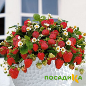Клубника Рубиновый Шепот (горшечная) купить по цене от 240р. в интернет-магазине «Посадика» с доставкой почтой в в Красновишерске и по всей России – [изображение №1].