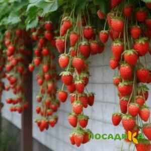 Клубника вьющаяся Комплимент купить по цене от 470р. в интернет-магазине «Посадика» с доставкой почтой в в Красновишерске и по всей России – [изображение №1].