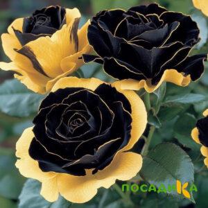Роза Ханни Сикл купить по цене от 700р. в интернет-магазине «Посадика» с доставкой почтой в в Красновишерске и по всей России – [изображение №1].