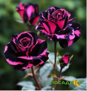 Роза Багровый Шепот купить по цене от 366р. в интернет-магазине «Посадика» с доставкой почтой в в Красновишерске и по всей России – [изображение №1].