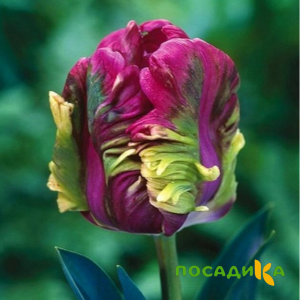 Тюльпан Экзотик Хэвен купить по цене от 186р. в интернет-магазине «Посадика» с доставкой почтой в в Красновишерске и по всей России – [изображение №1].