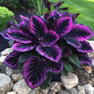 Хоста Люминоза купить по цене от 450р. в интернет-магазине «Посадика» с доставкой почтой в в Красновишерске и по всей России – [изображение №1].