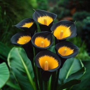 Калла Легато купить по цене от 620р. в интернет-магазине «Посадика» с доставкой почтой в в Красновишерске и по всей России – [изображение №1].