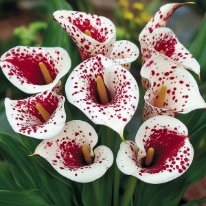 Калла Эмпайр купить по цене от 302р. в интернет-магазине «Посадика» с доставкой почтой в в Красновишерске и по всей России – [изображение №1].