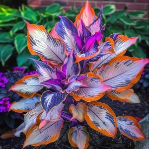 Хоста Эмеральд Тиара купить по цене от 602р. в интернет-магазине «Посадика» с доставкой почтой в в Красновишерске и по всей России – [изображение №1].