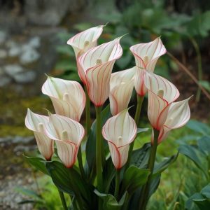 Калла Глейшер купить по цене от 299р. в интернет-магазине «Посадика» с доставкой почтой в в Красновишерске и по всей России – [изображение №1].