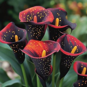 Калла Нуар купить по цене от 299р. в интернет-магазине «Посадика» с доставкой почтой в в Красновишерске и по всей России – [изображение №1].