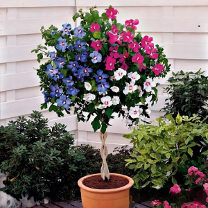 Гибискус-Дерево Триколор купить по цене от 289р. в интернет-магазине «Посадика» с доставкой почтой в в Красновишерске и по всей России – [изображение №1].