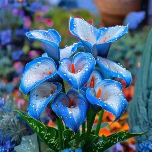 Калла Портрейт купить по цене от 292р. в интернет-магазине «Посадика» с доставкой почтой в в Красновишерске и по всей России – [изображение №1].