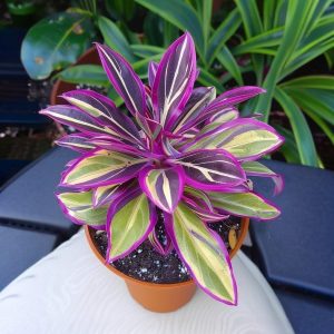 Хоста Сильвер Стик купить по цене от 650р. в интернет-магазине «Посадика» с доставкой почтой в в Красновишерске и по всей России – [изображение №1].