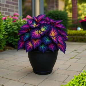 Хоста Фрости Блю купить по цене от 389р. в интернет-магазине «Посадика» с доставкой почтой в в Красновишерске и по всей России – [изображение №1].