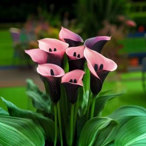 Калла Энигма купить по цене от 291р. в интернет-магазине «Посадика» с доставкой почтой в в Красновишерске и по всей России – [изображение №1].