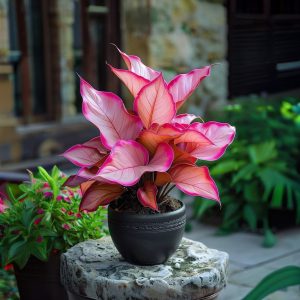 Хоста Розовая Симфония купить по цене от 800р. в интернет-магазине «Посадика» с доставкой почтой в в Красновишерске и по всей России – [изображение №1].