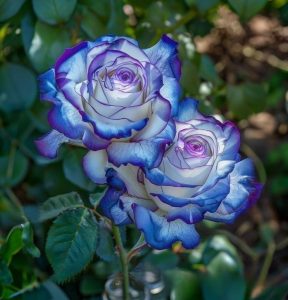 Роза Пэтолз Хоуп купить по цене от 333р. в интернет-магазине «Посадика» с доставкой почтой в в Красновишерске и по всей России – [изображение №1].