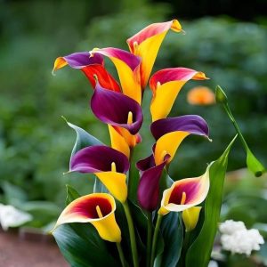 Калла Кристалл купить по цене от 450р. в интернет-магазине «Посадика» с доставкой почтой в в Красновишерске и по всей России – [изображение №1].