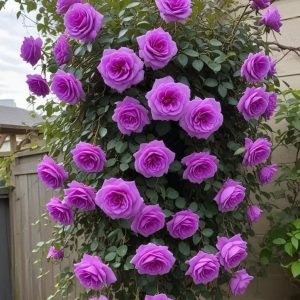 Роза Мистик Уайт купить по цене от 620р. в интернет-магазине «Посадика» с доставкой почтой в в Красновишерске и по всей России – [изображение №1].