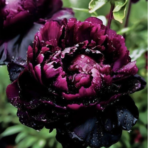 Пион Темный Сад купить по цене от 421р. в интернет-магазине «Посадика» с доставкой почтой в в Красновишерске и по всей России – [изображение №1].