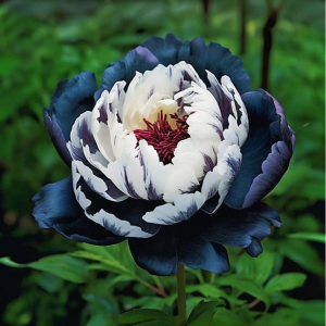 Пион Древовидный Инь-Янь купить по цене от 419р. в интернет-магазине «Посадика» с доставкой почтой в в Красновишерске и по всей России – [изображение №1].