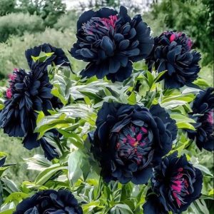 Пион древовидный Сердце Афродиты купить по цене от 600р. в интернет-магазине «Посадика» с доставкой почтой в в Красновишерске и по всей России – [изображение №1].