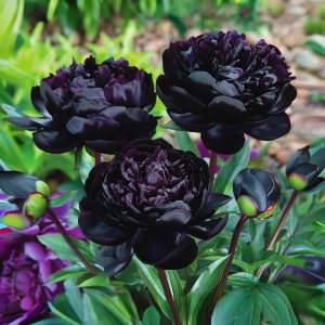 Пион Королевский Бархат купить по цене от 419р. в интернет-магазине «Посадика» с доставкой почтой в в Красновишерске и по всей России – [изображение №1].