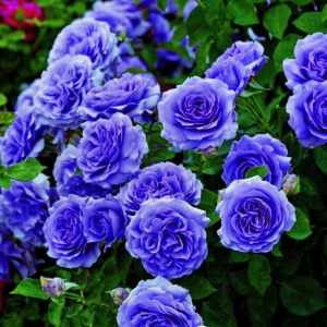 Роза Блю Мун купить по цене от 450р. в интернет-магазине «Посадика» с доставкой почтой в в Красновишерске и по всей России – [изображение №1].