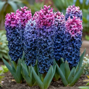 Гиацинт Блю Спринг купить по цене от 2099р. в интернет-магазине «Посадика» с доставкой почтой в в Красновишерске и по всей России – [изображение №1].