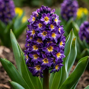 Гиацинт Вельвет Колор купить по цене от 2099р. в интернет-магазине «Посадика» с доставкой почтой в в Красновишерске и по всей России – [изображение №1].