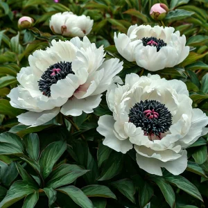 Пион Инк Эн купить по цене от 429р. в интернет-магазине «Посадика» с доставкой почтой в в Красновишерске и по всей России – [изображение №1].