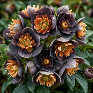 Морозник Блум Айс купить по цене от 499р. в интернет-магазине «Посадика» с доставкой почтой в в Красновишерске и по всей России – [изображение №1].