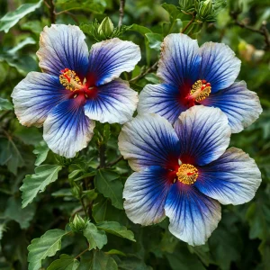 Гибискус Илюжн Вилью купить по цене от 259р. в интернет-магазине «Посадика» с доставкой почтой в в Красновишерске и по всей России – [изображение №1].