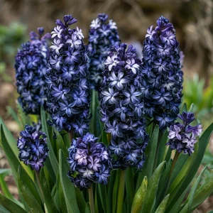 Гиацинт Блум Клауд купить по цене от 2099р. в интернет-магазине «Посадика» с доставкой почтой в в Красновишерске и по всей России – [изображение №1].