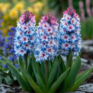 Гиацинт Пинк Мари купить по цене от 2099р. в интернет-магазине «Посадика» с доставкой почтой в в Красновишерске и по всей России – [изображение №1].