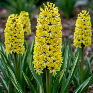 Гиацинт Сансет Голд купить по цене от 2099р. в интернет-магазине «Посадика» с доставкой почтой в в Красновишерске и по всей России – [изображение №1].