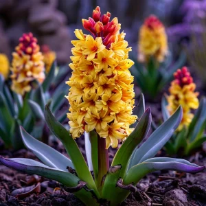 Гиацинт Миднайт Мистери купить по цене от 2099р. в интернет-магазине «Посадика» с доставкой почтой в в Красновишерске и по всей России – [изображение №1].