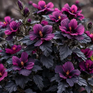 Гибискус Корал Чарм купить по цене от 271р. в интернет-магазине «Посадика» с доставкой почтой в в Красновишерске и по всей России – [изображение №1].