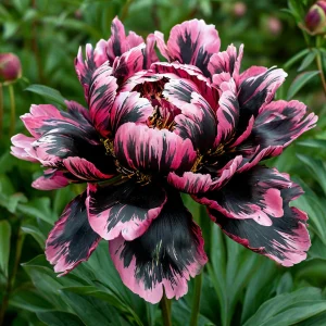 Пион Дроп Руби купить по цене от 469р. в интернет-магазине «Посадика» с доставкой почтой в в Красновишерске и по всей России – [изображение №1].