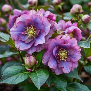 Морозник Айс Принцесс Чарм купить по цене от 650р. в интернет-магазине «Посадика» с доставкой почтой в в Красновишерске и по всей России – [изображение №1].