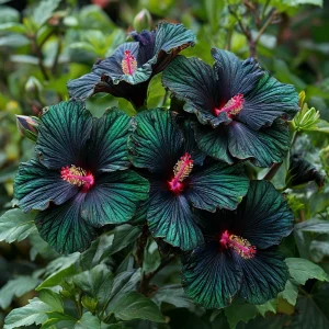 Гибискус Пикок Плюм купить по цене от 490р. в интернет-магазине «Посадика» с доставкой почтой в в Красновишерске и по всей России – [изображение №1].