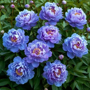 Пион Голубой лотос купить по цене от 590р. в интернет-магазине «Посадика» с доставкой почтой в в Красновишерске и по всей России – [изображение №1].