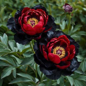 Пион Эбеновый Рубин купить по цене от 419р. в интернет-магазине «Посадика» с доставкой почтой в в Красновишерске и по всей России – [изображение №1].